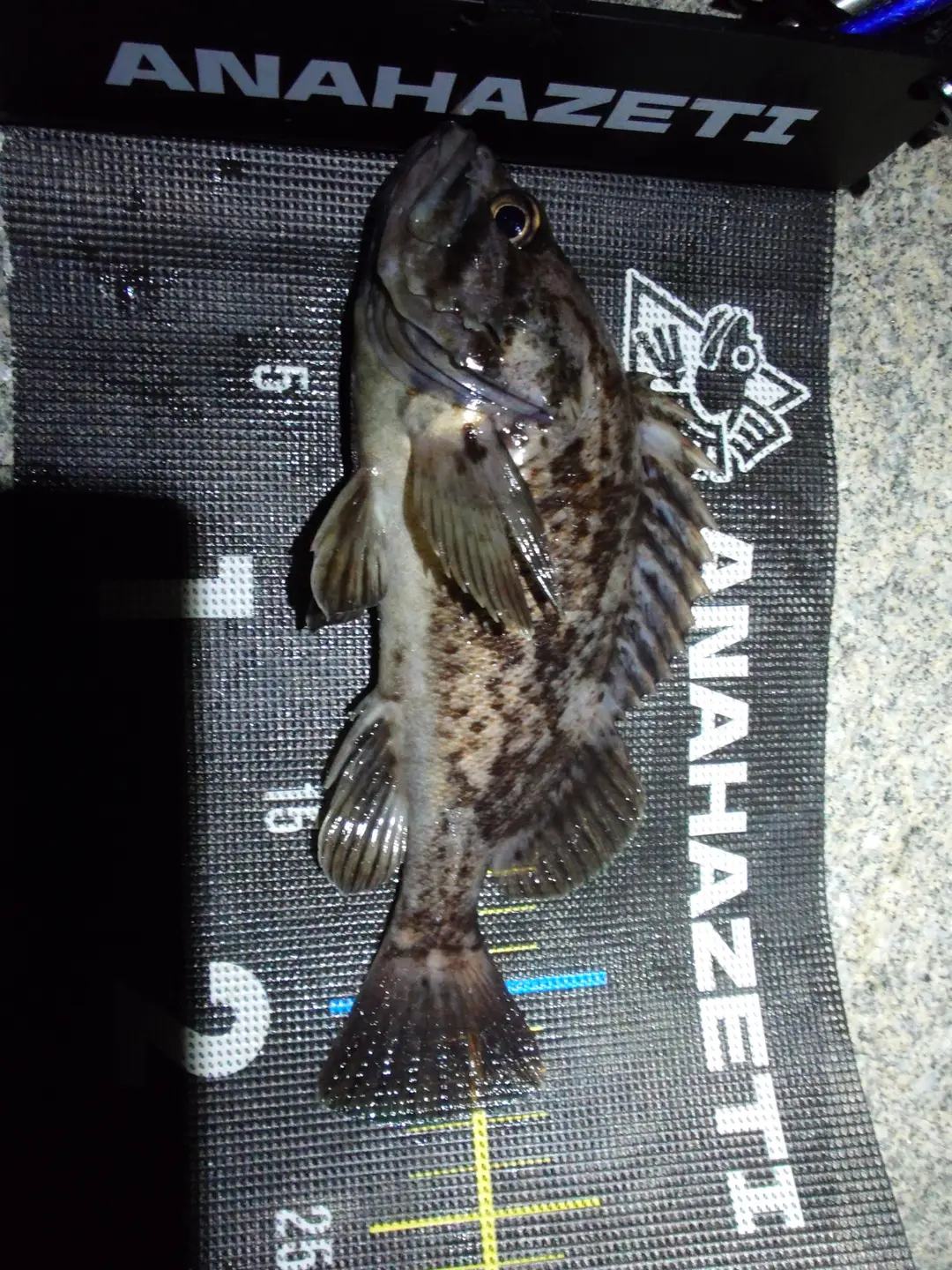 クロソイの釣果写真