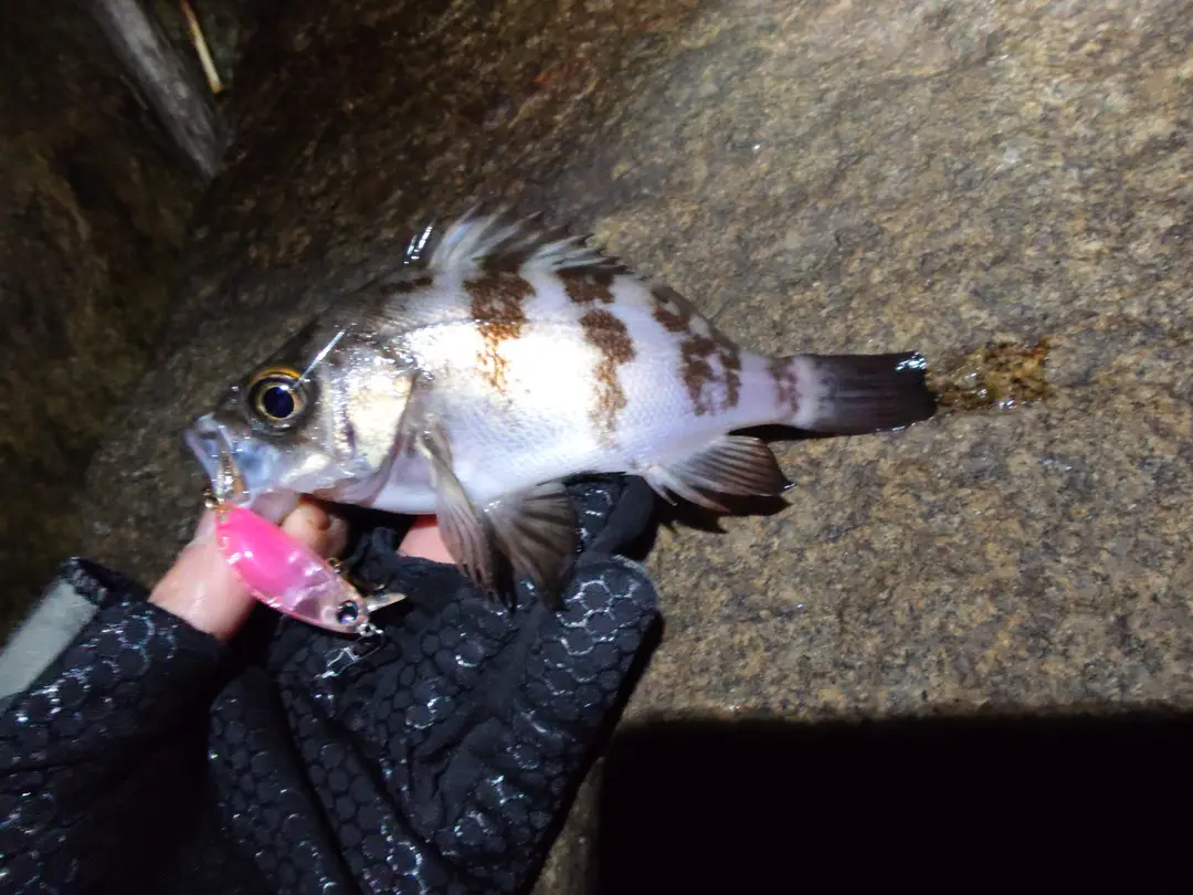 メバルの釣果写真