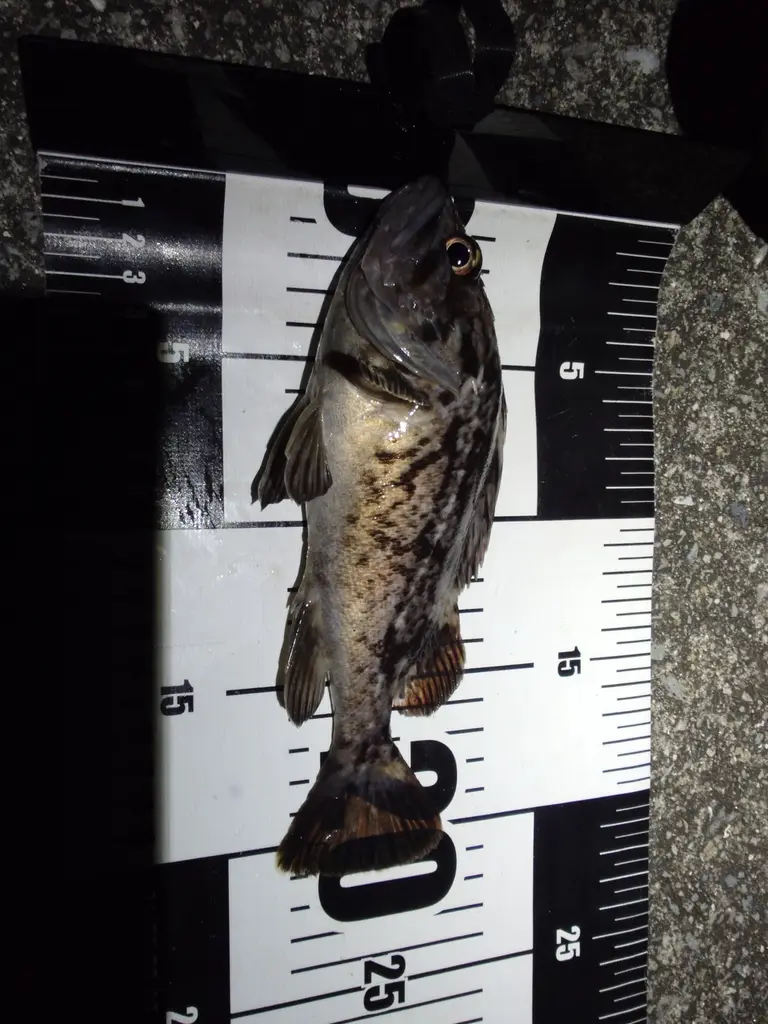釣果