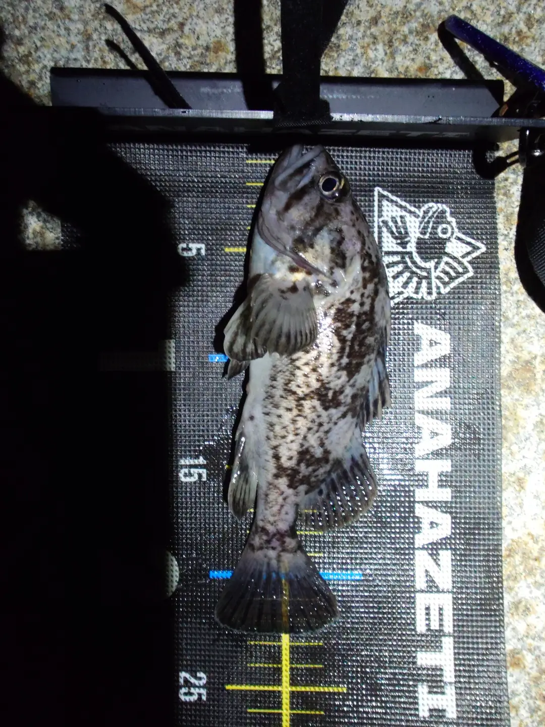 クロソイの釣果写真