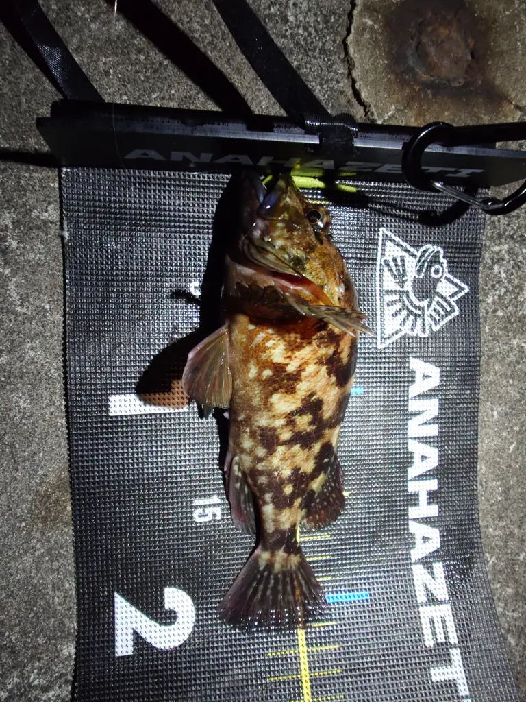 カサゴの釣果写真
