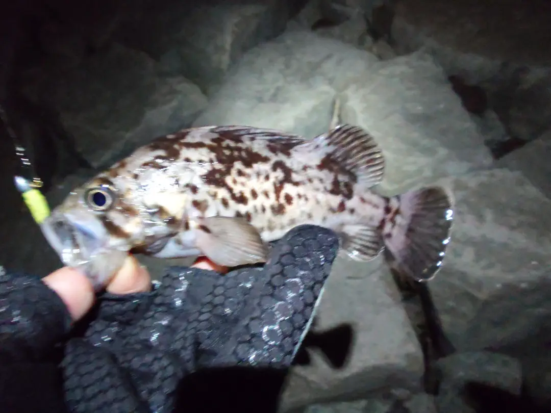 クロソイの釣果写真