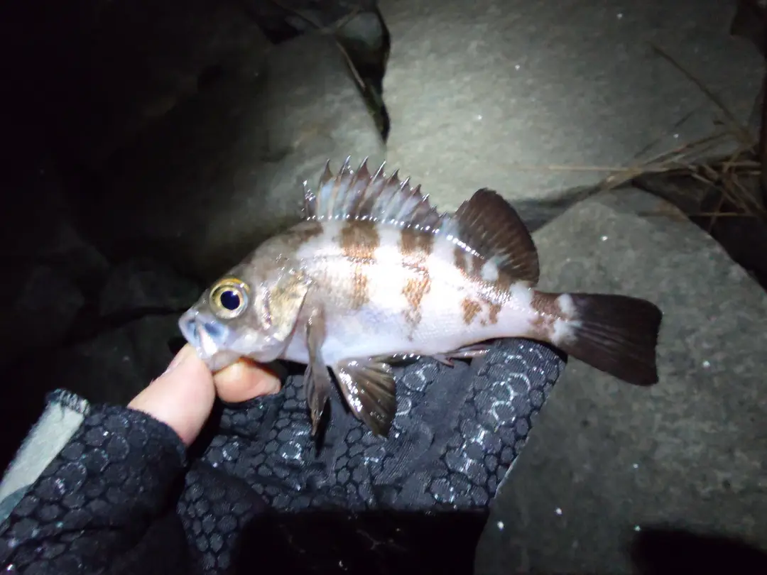 メバルの釣果写真