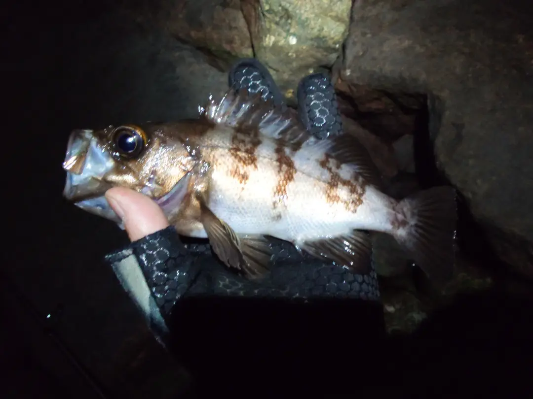 メバルの釣果写真