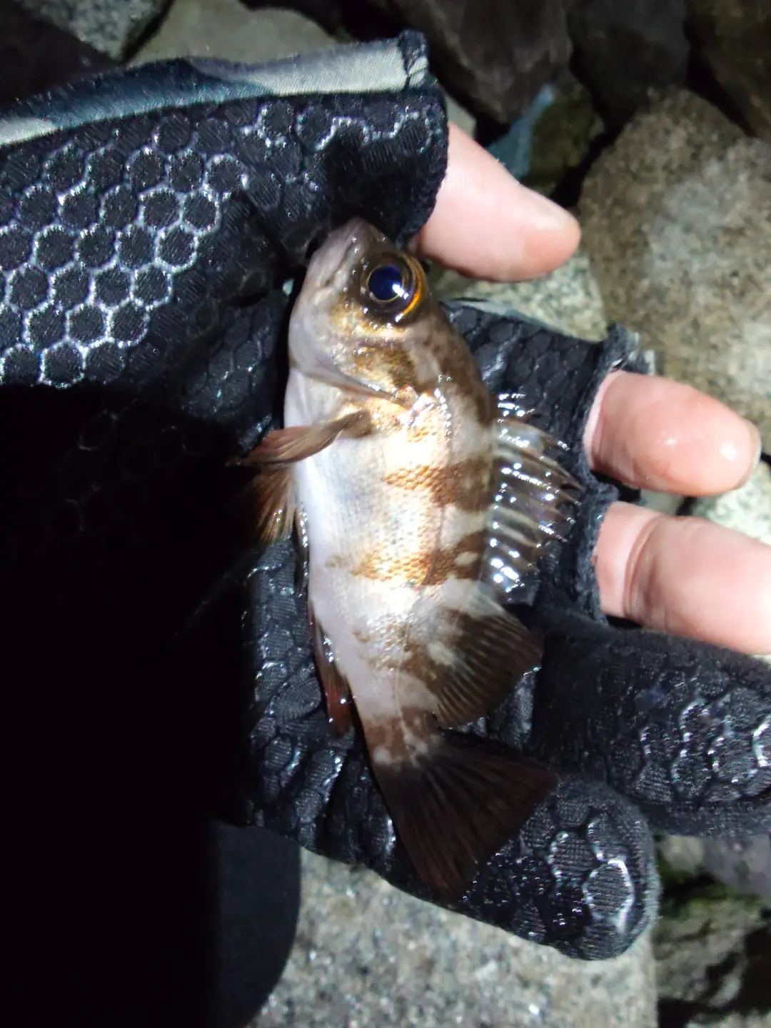 メバルの釣果写真