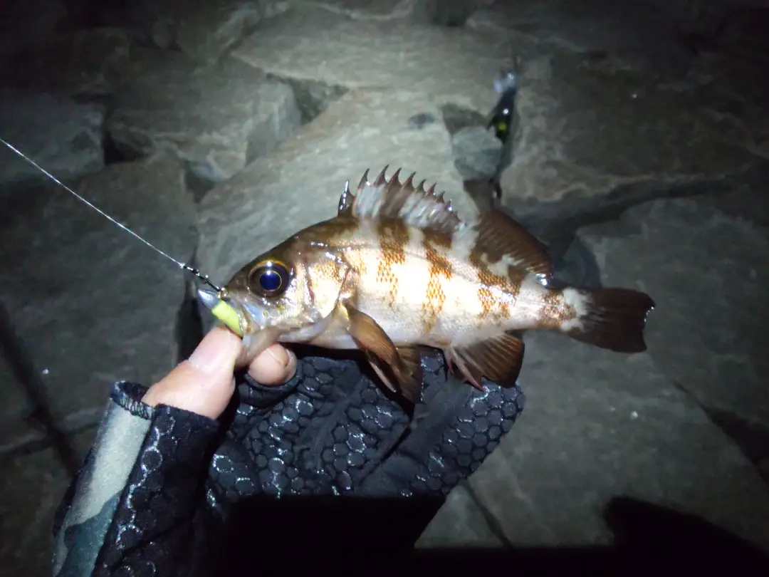 メバルの釣果写真