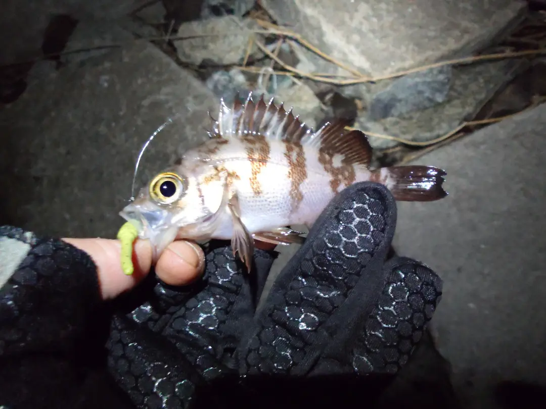 メバルの釣果写真