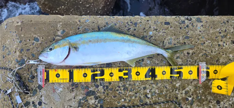 ヒラゴの釣果写真