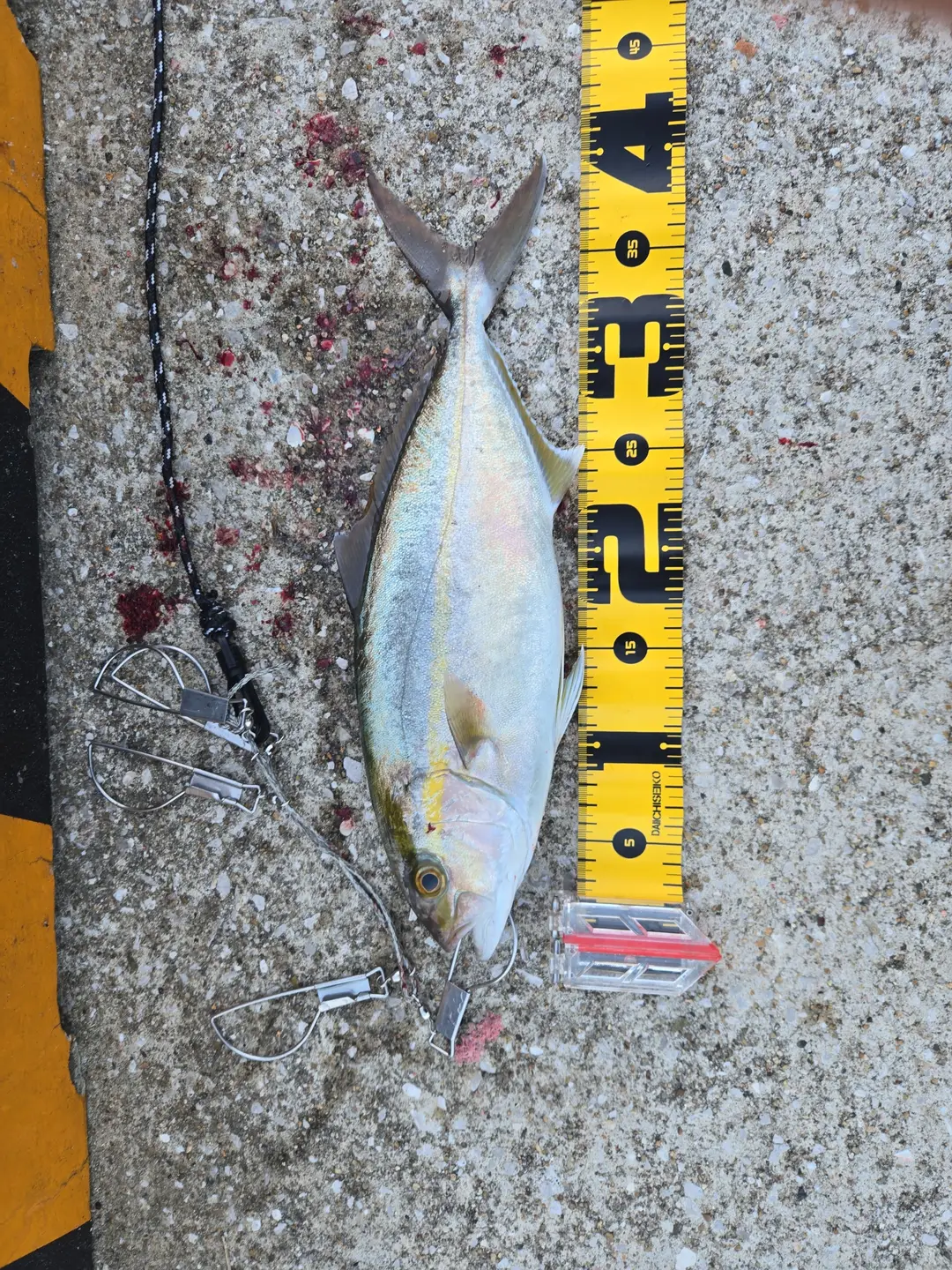 ネリゴの釣果写真