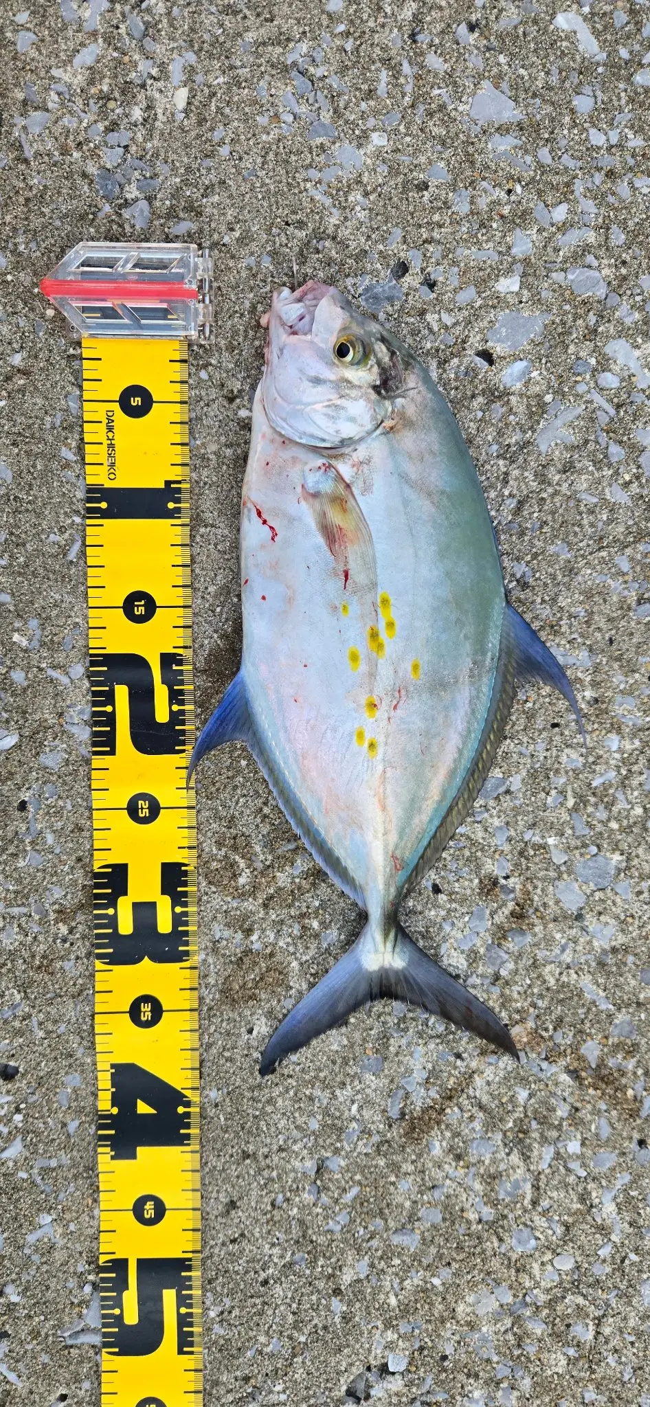 ナンヨウカイワリの釣果写真