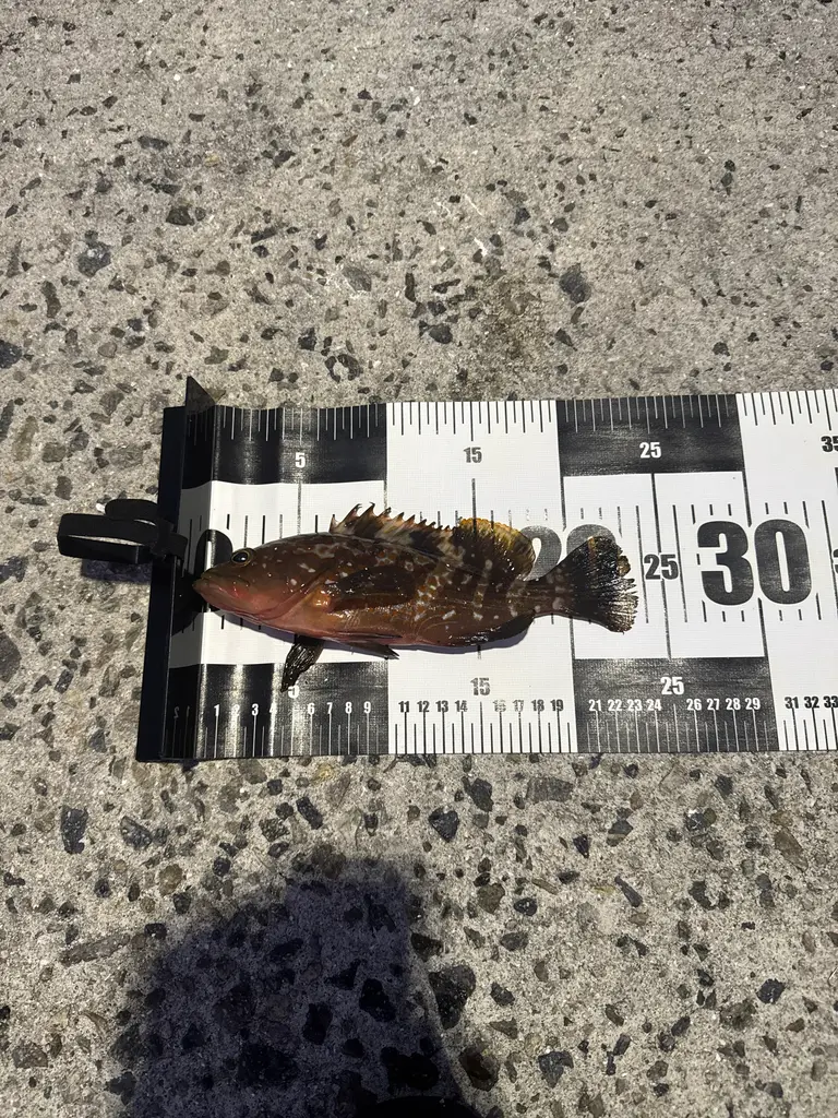 アコウの釣果写真