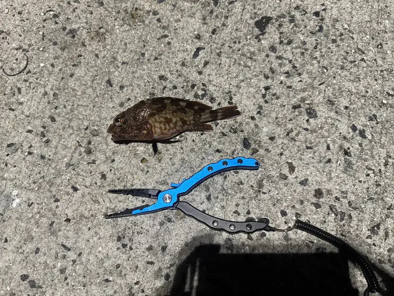 カサゴの釣果写真