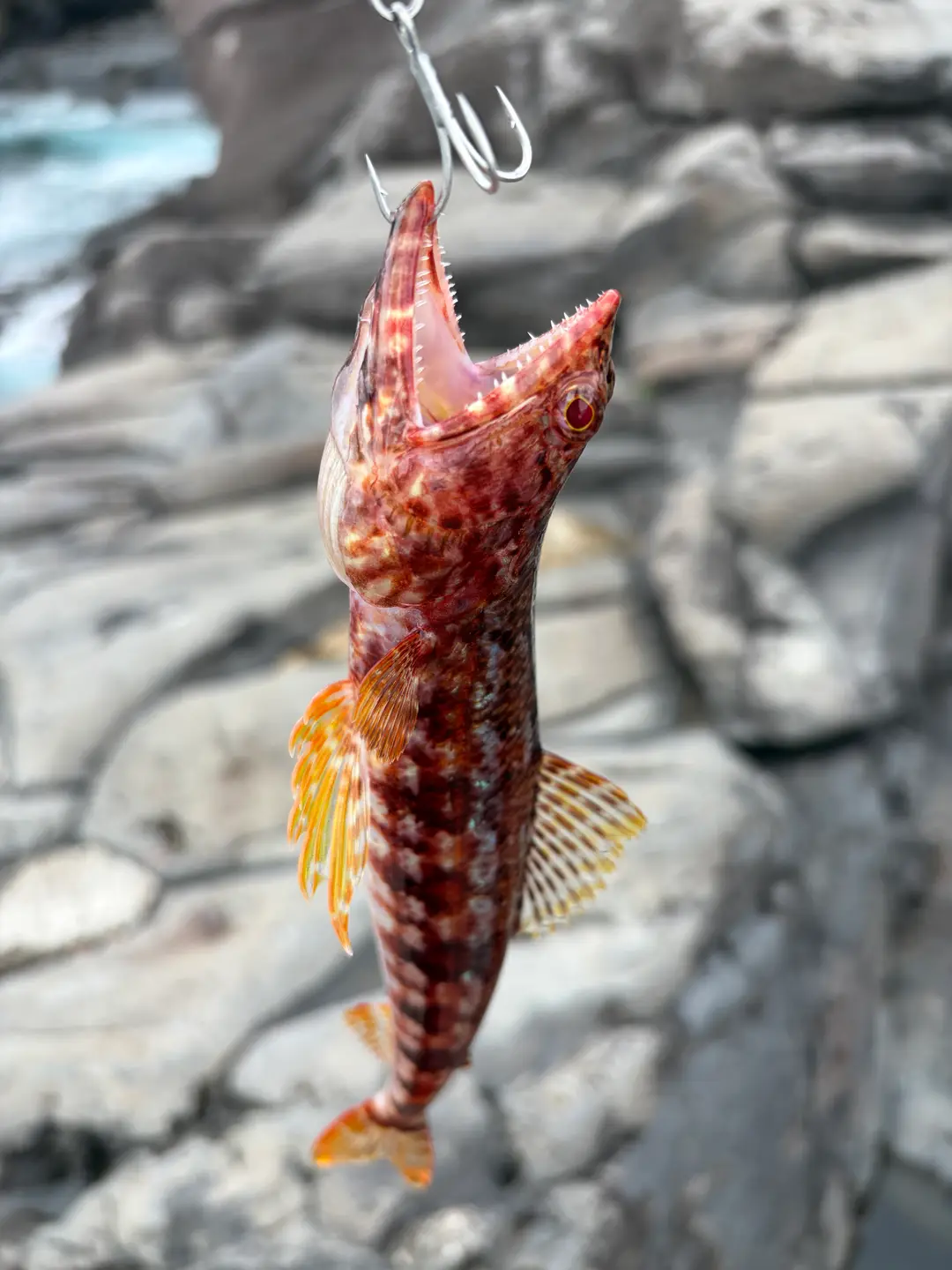 アカエソの釣果写真