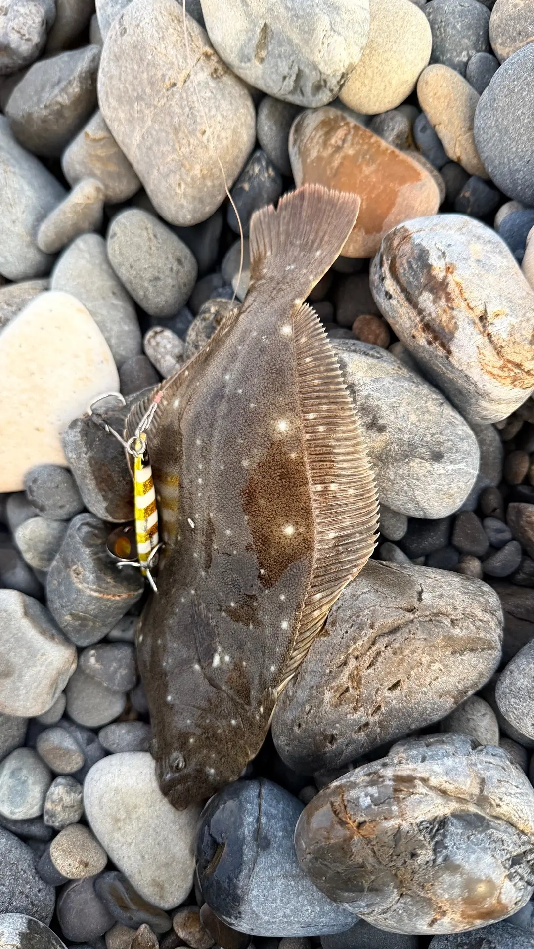 ヒラメの釣果写真
