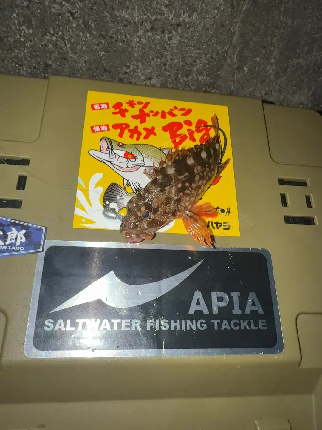 カサゴの釣果写真