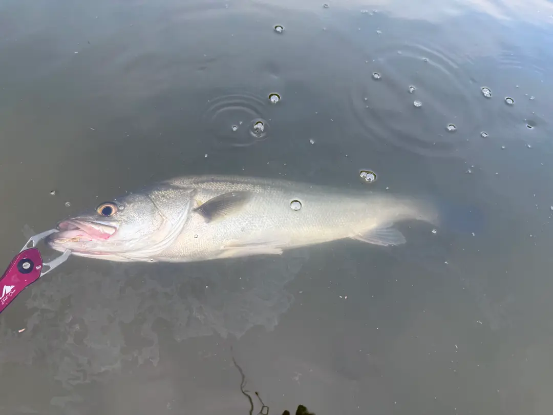 スズキの釣果写真