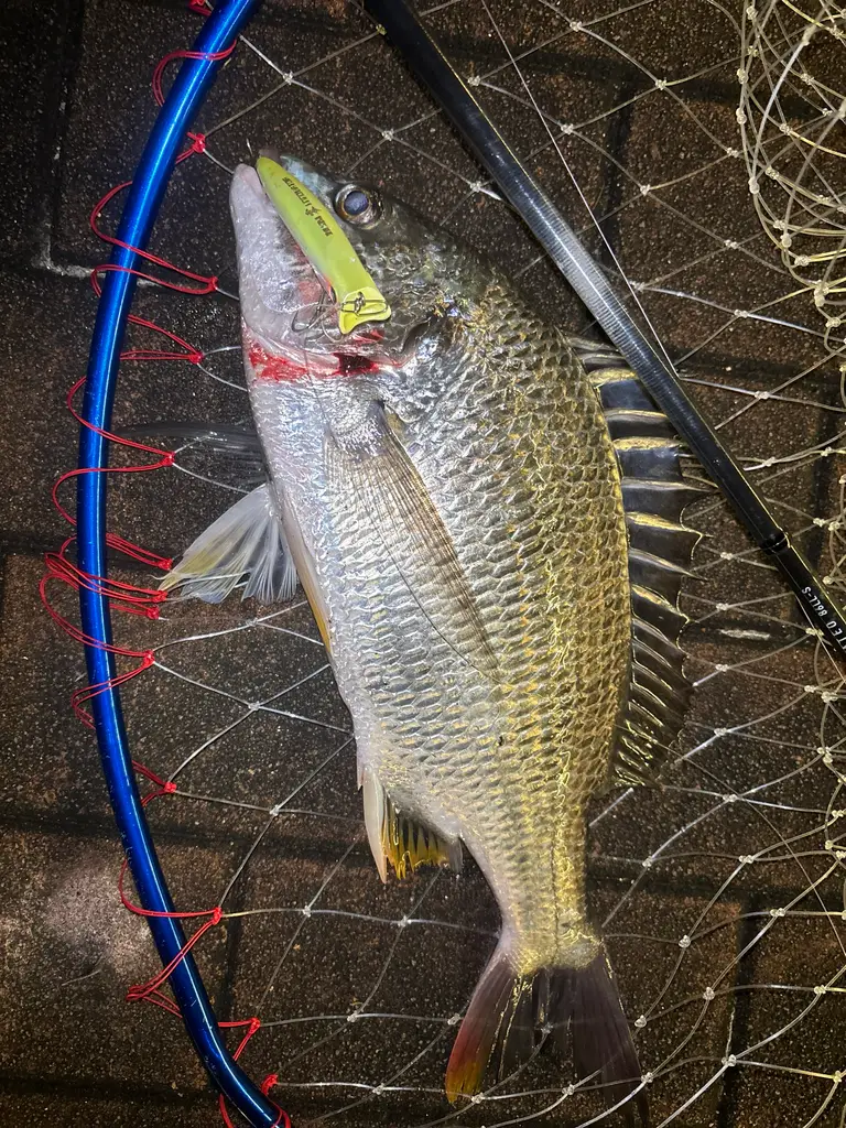 クロダイの釣果写真