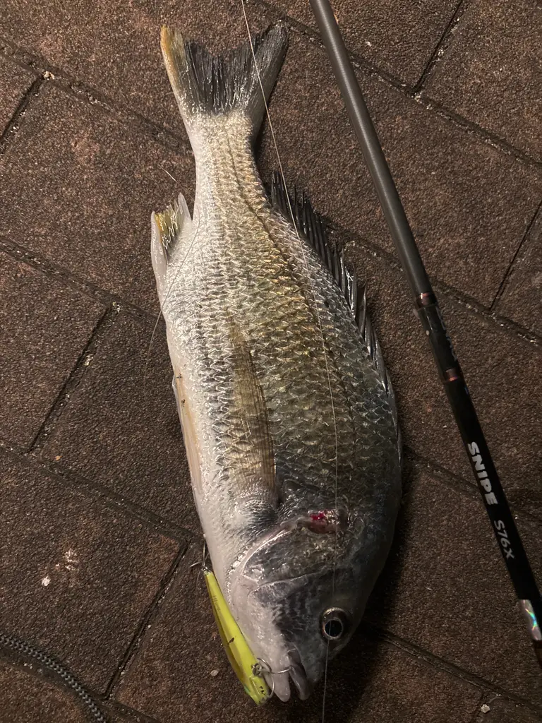 キビレの釣果写真