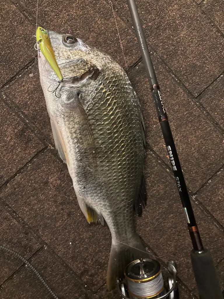キビレの釣果写真