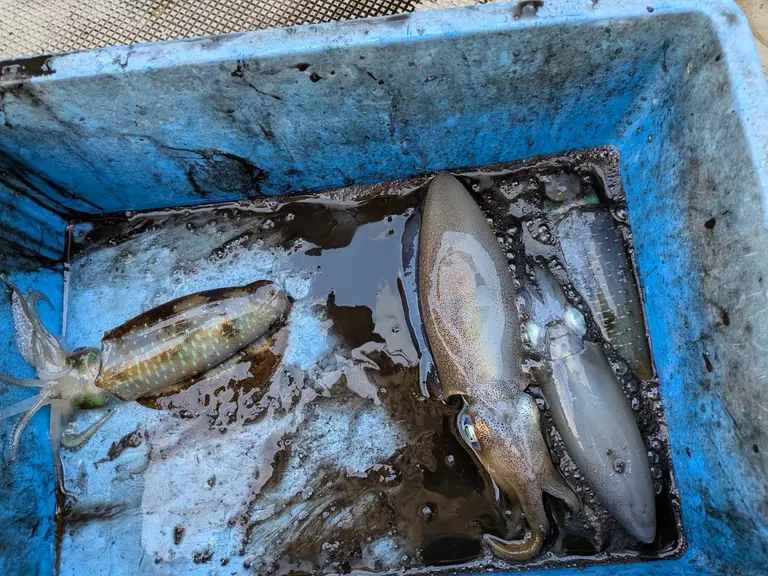 釣果