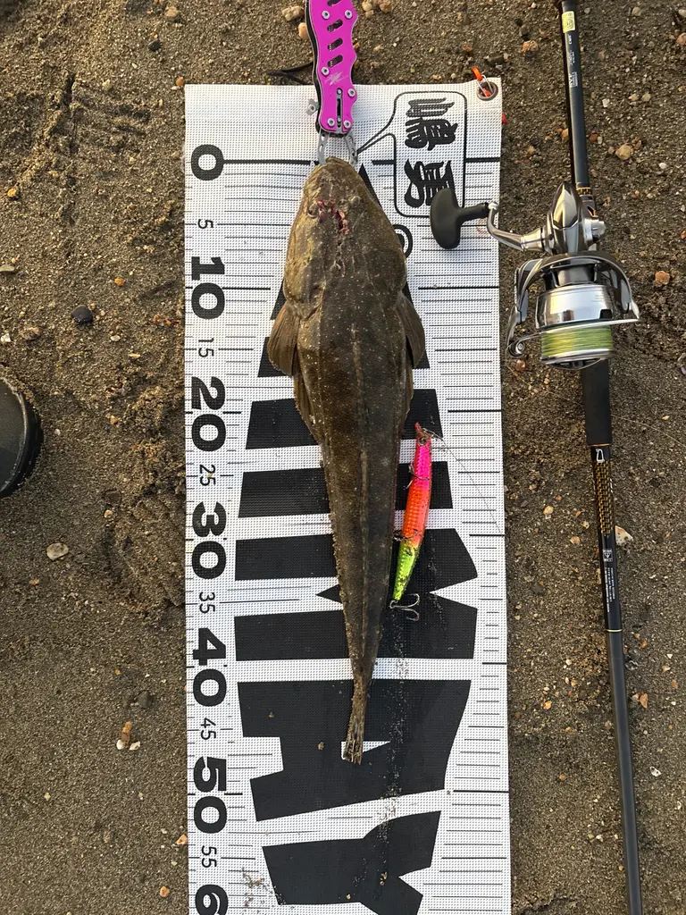 マゴチの釣果写真