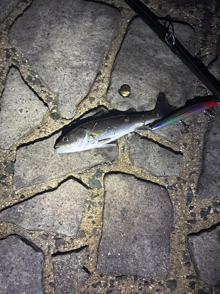 フッコの釣果写真